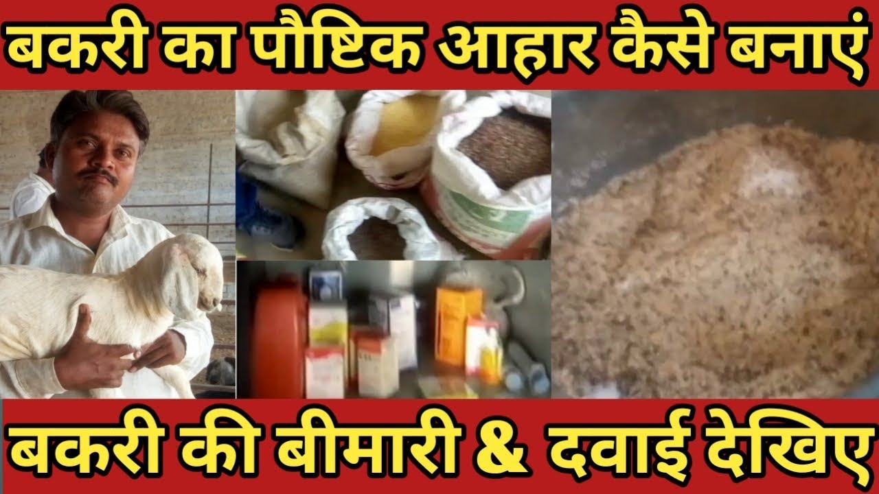 #goatfarm #bakripalan । बकरी के पौष्टिक आहार & बकरी के दवा ।।bakri ke dawai or  Balanced feed ।।