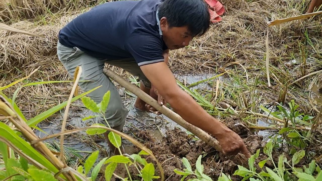 Siêu Phẩm Hàng Khủng Hết Bự 2 Con Rắn Cực Độc | Mười Thương SB_ Tập 139