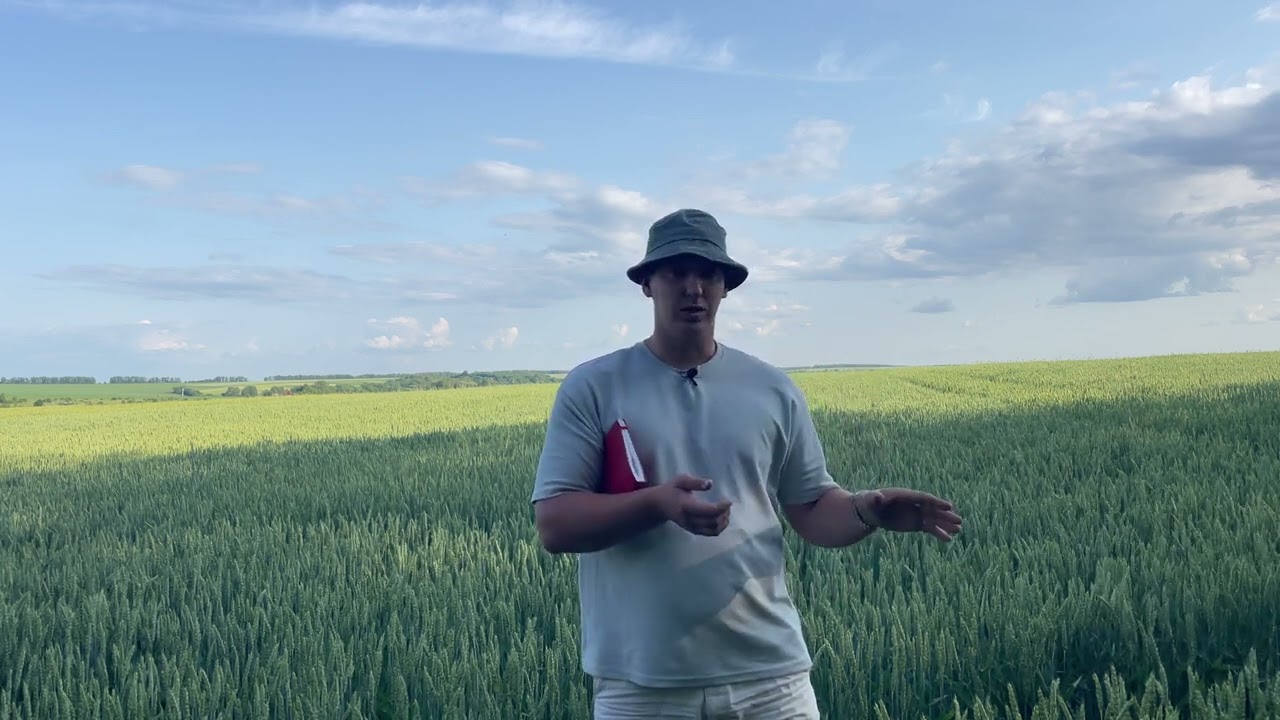Продовження історії поля. Густота колосу пшениці!