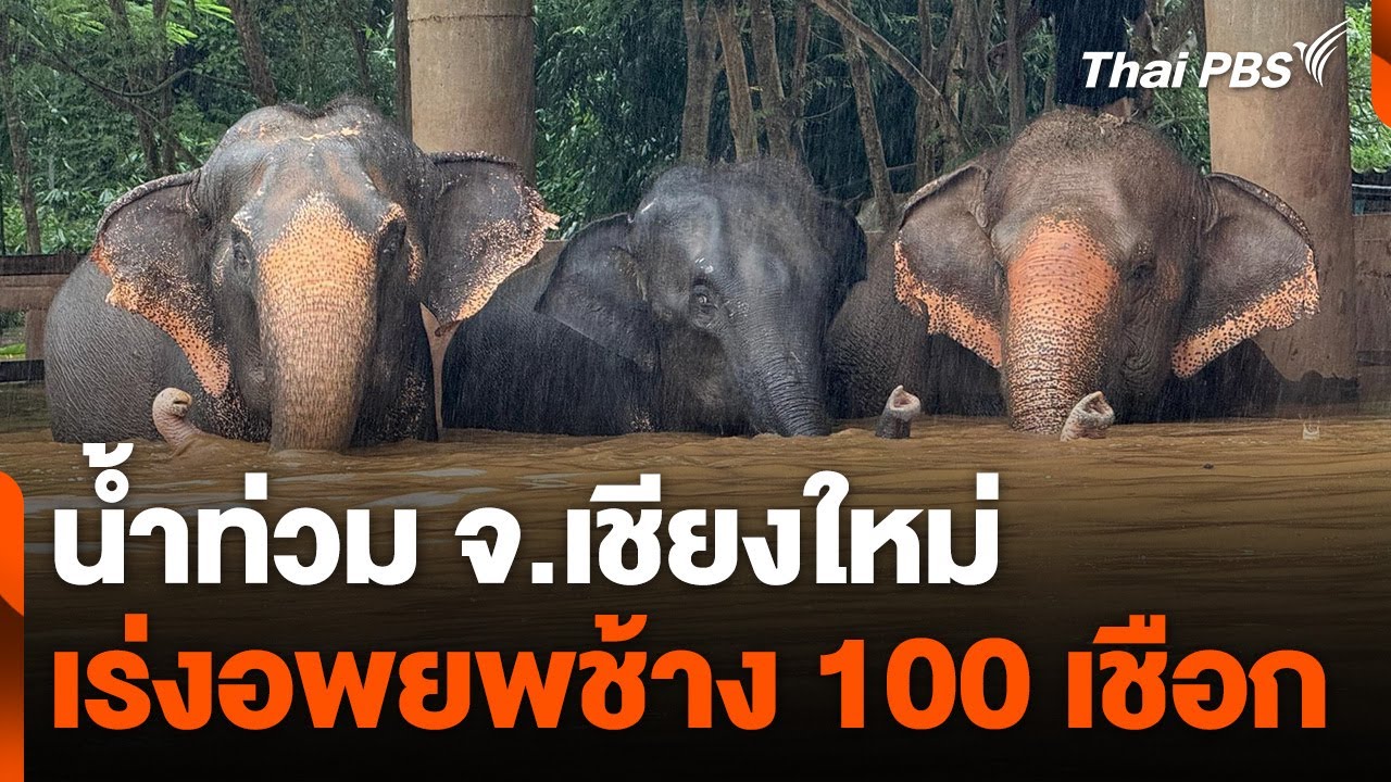 น้ำท่วมเชียงใหม่ เร่งอพยพช้าง 100 เชือก | จับตาสถานการณ์ | 4 ต.ค. 67