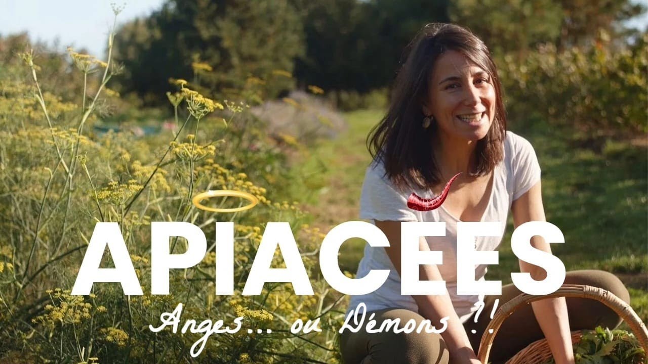 Anges... ou Démons ?! Les Apiacées