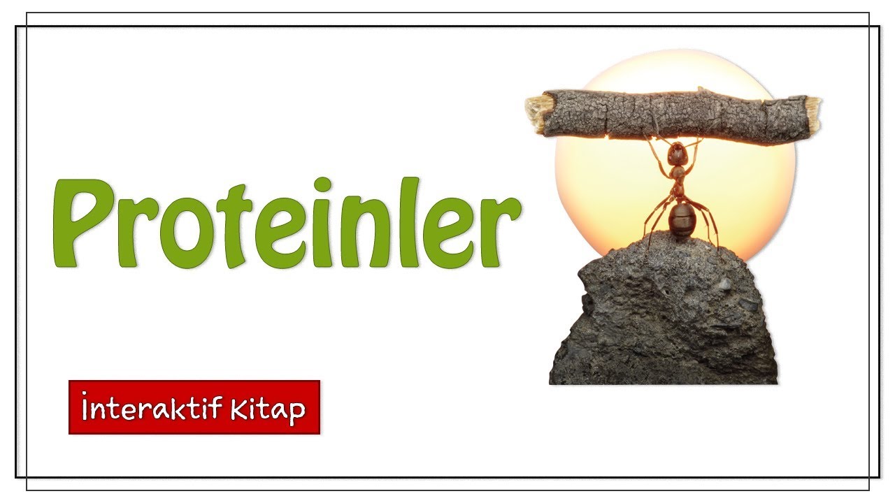 Proteinler #sayfa26