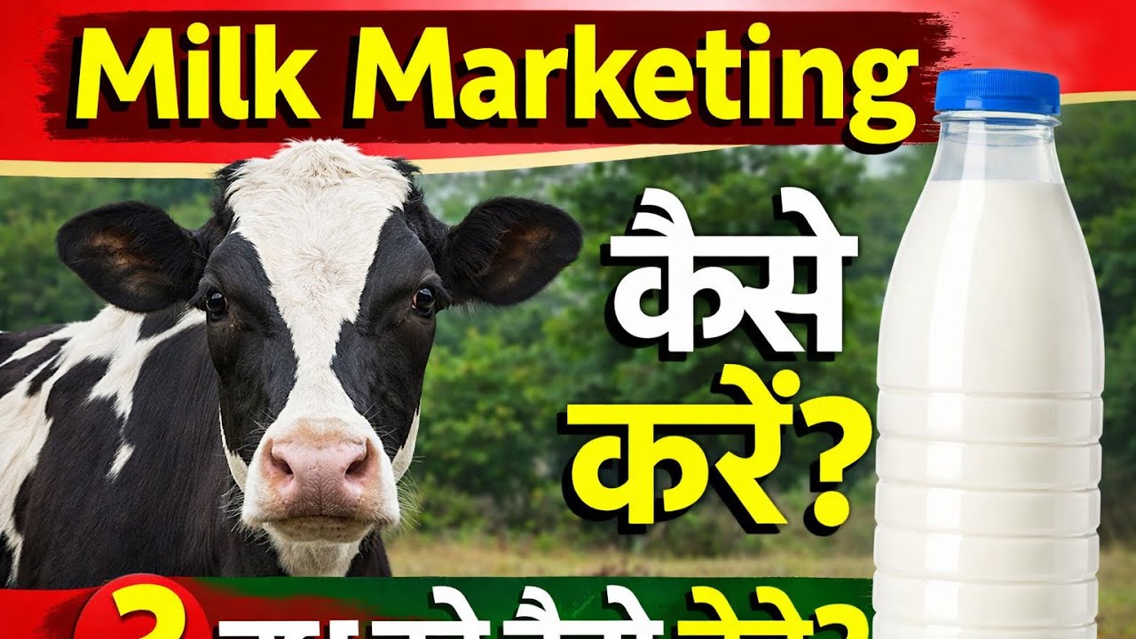 अपने फार्म पर क्या क्या करना होता है ,milk delivery, milk bottle,milk marketing,@Goldendairyfarm2002