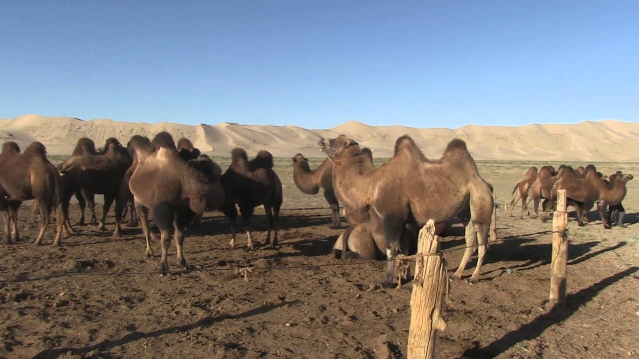 La Mongolie et le désert enflammé de Gobi
