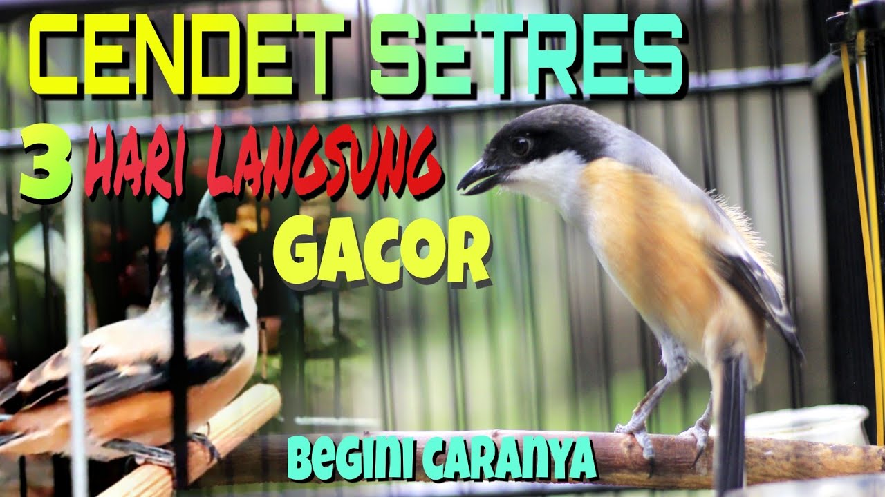 CARA MERAWAT  CENDET SETRES🔴 3 HARI LANGSUNG GACOR