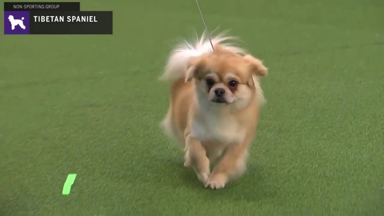 Tibetan Spaniels | Breed Judging 2020