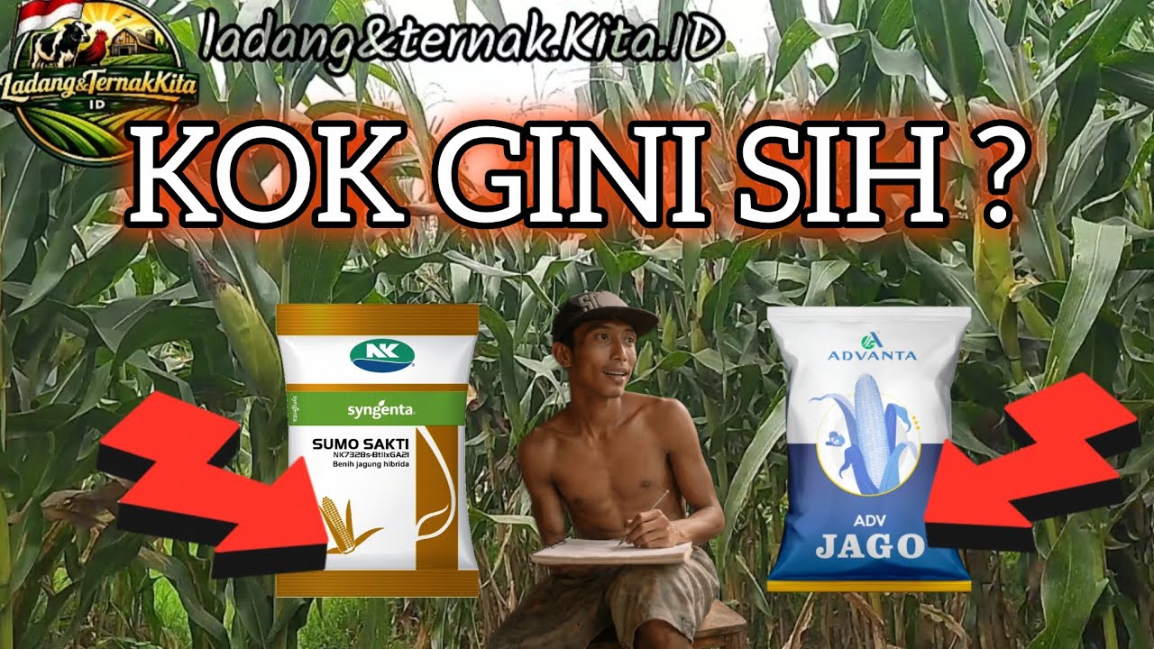 Perbedaan perawatan dan tongkol, jagung hibrida bioteknologi SUMO SAKTI dan ADVANTA JAGO (ADV)