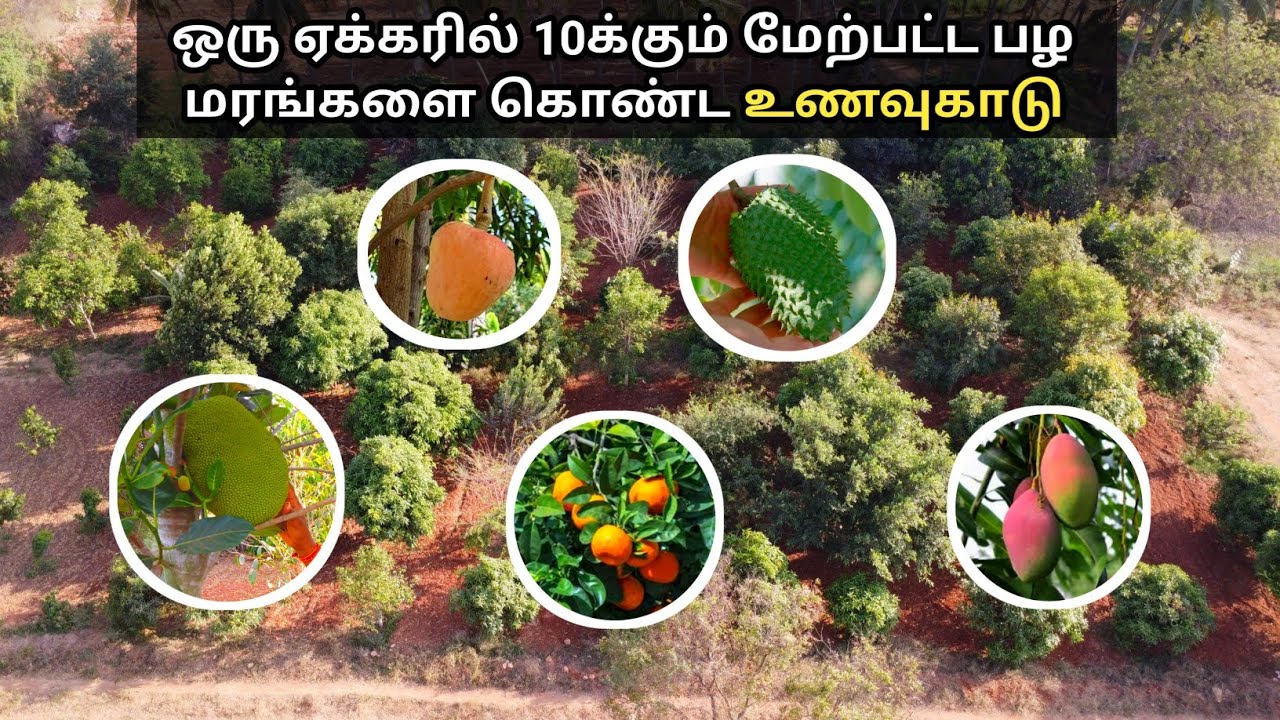 1 ஏக்கரில் அமைந்துள்ள உணவுக்காடு | Food forest in Coimbatore