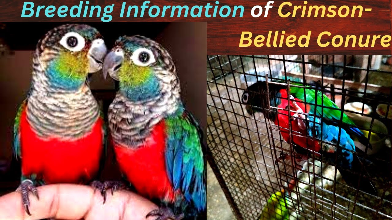 Crimson bellied conure breeding information😍//crimson bellied conure /conure breeder/crimson conures