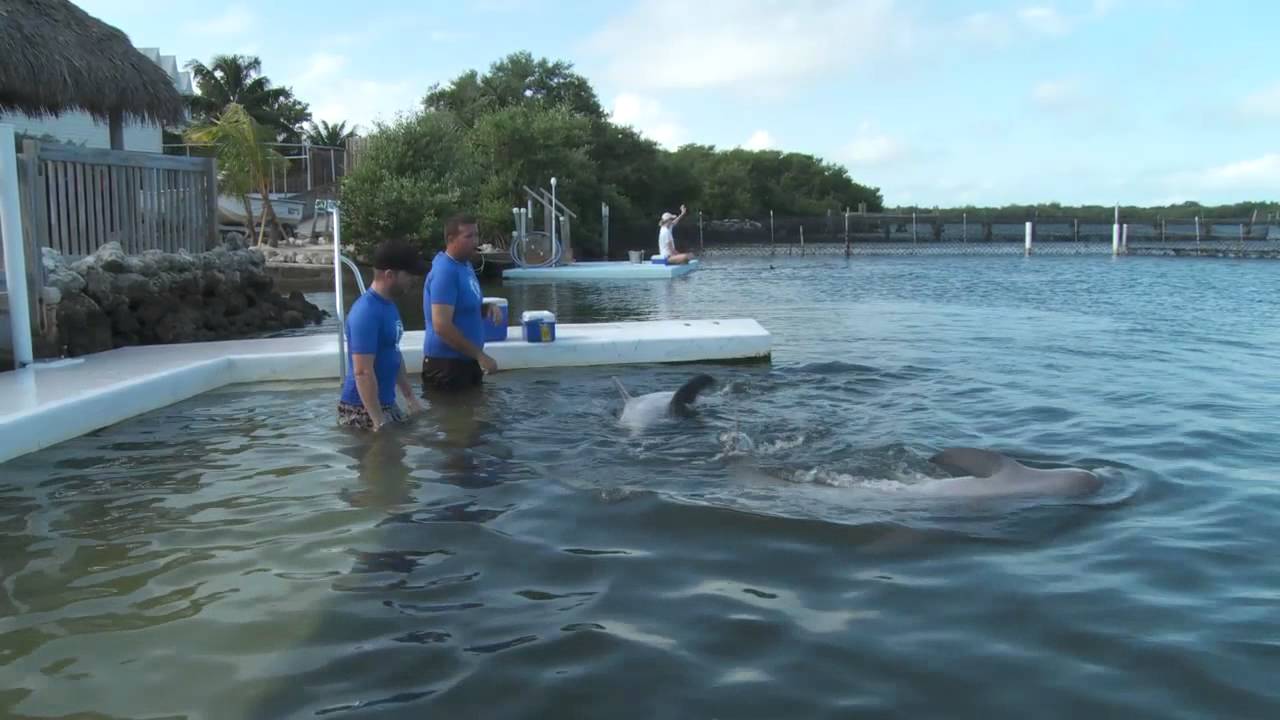 The Dolphin Research Center -- swim with dolphins in the Florida Keys