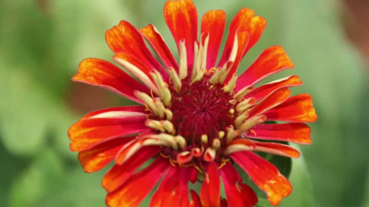 Loving Kindness Meditation