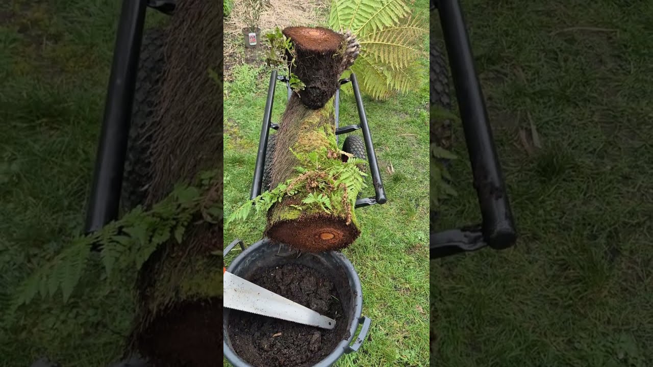 Time for the chop! Struggling Dicksonia, drastic(ish) action.