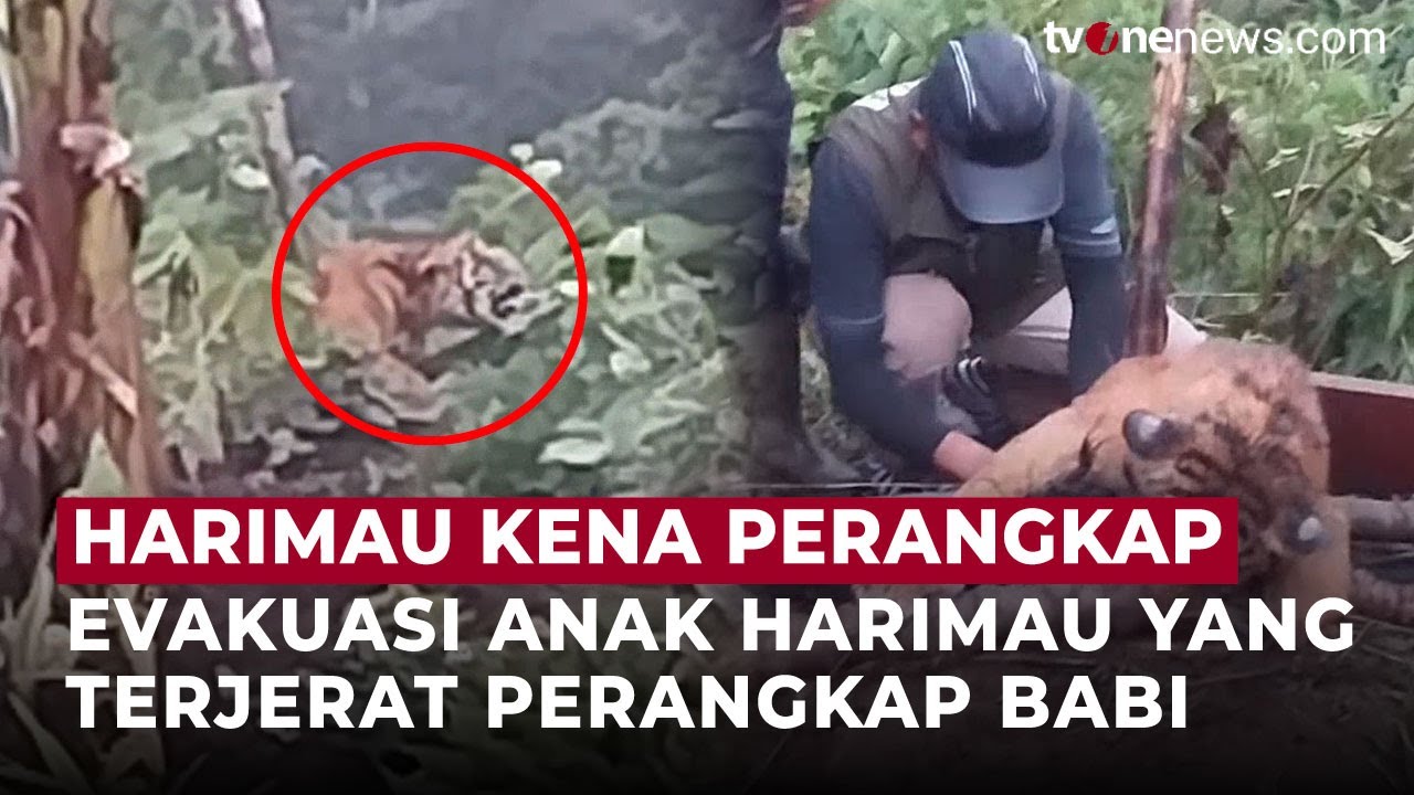 Malang! Anak Harimau Sumatra Terjerat, Tim Evakuasi BKSDA Turun Tangan | OneNews Update