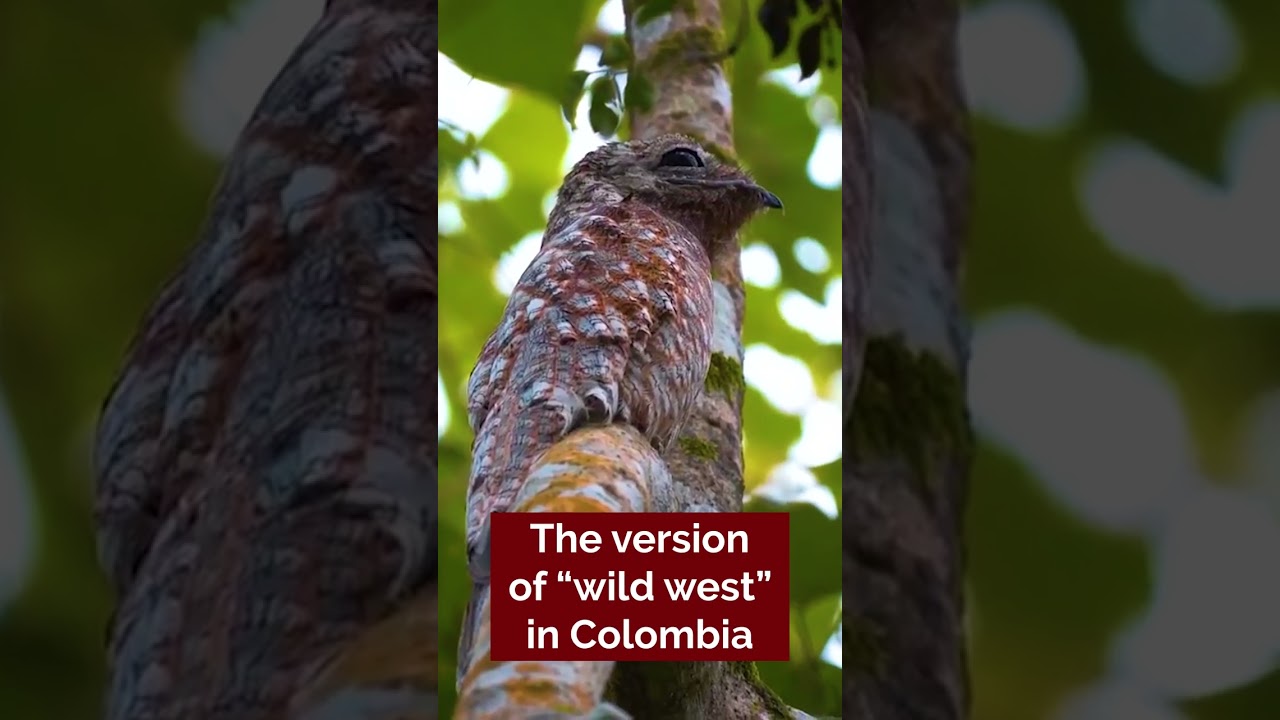 Casanare wildlife in COLOMBIA!
