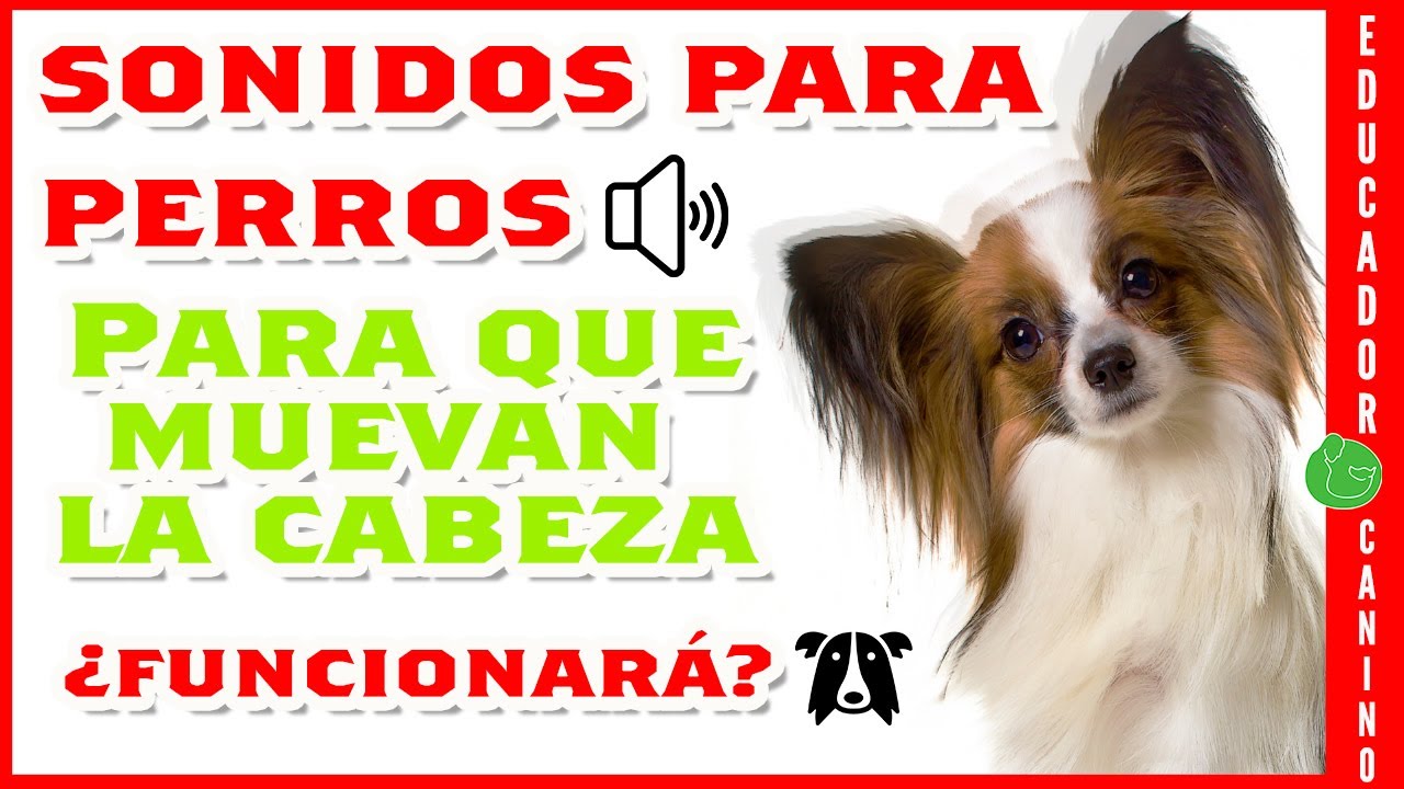 SONIDOS PARA PERROS PARA QUE MUEVAN LA CABEZA ¿Funcionará?