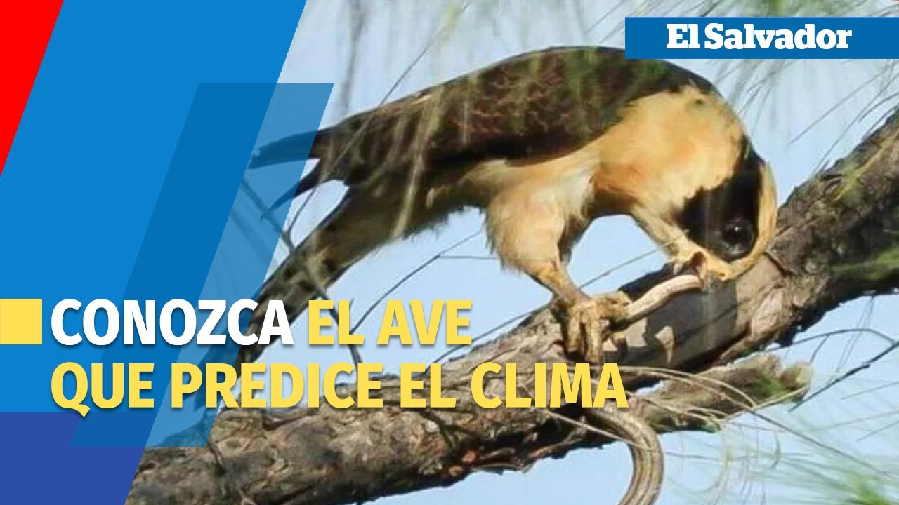 Pajareando: El misterio del guax