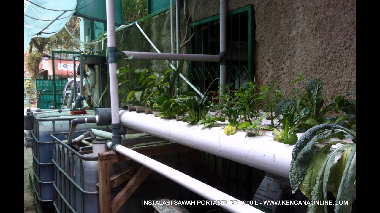 Biodigester Pencerna Sampah Menjadi Gas Masak, Beras, Ikan dan Sayuran