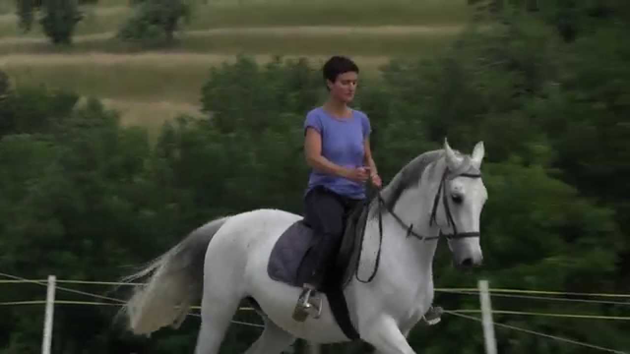 BITLESS DRESURA / BITLESS DRESSAGE