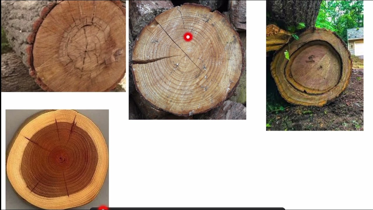 Defect in timber Part 2| Defect due to Natural Forces