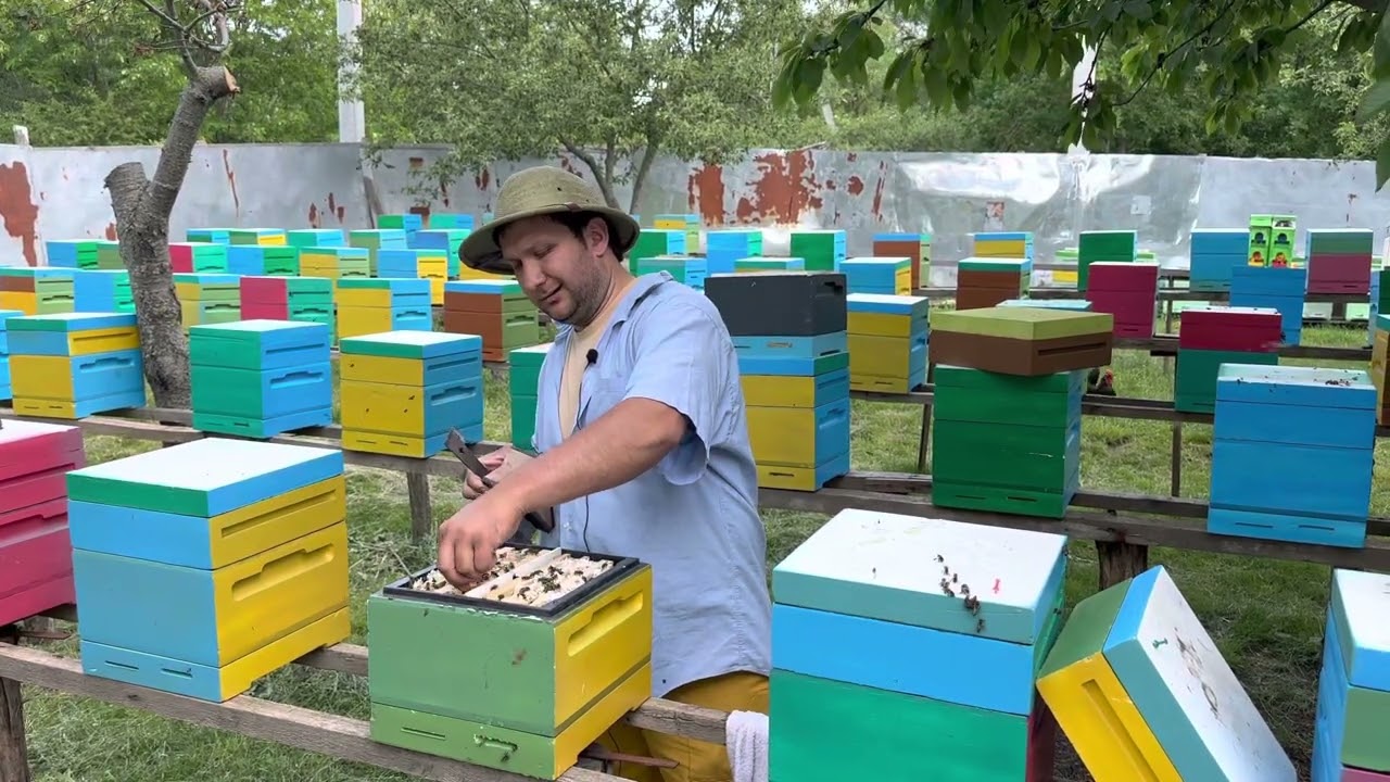 Ce facem cu nuclee suprapopulate  #regine #selectie #carnica