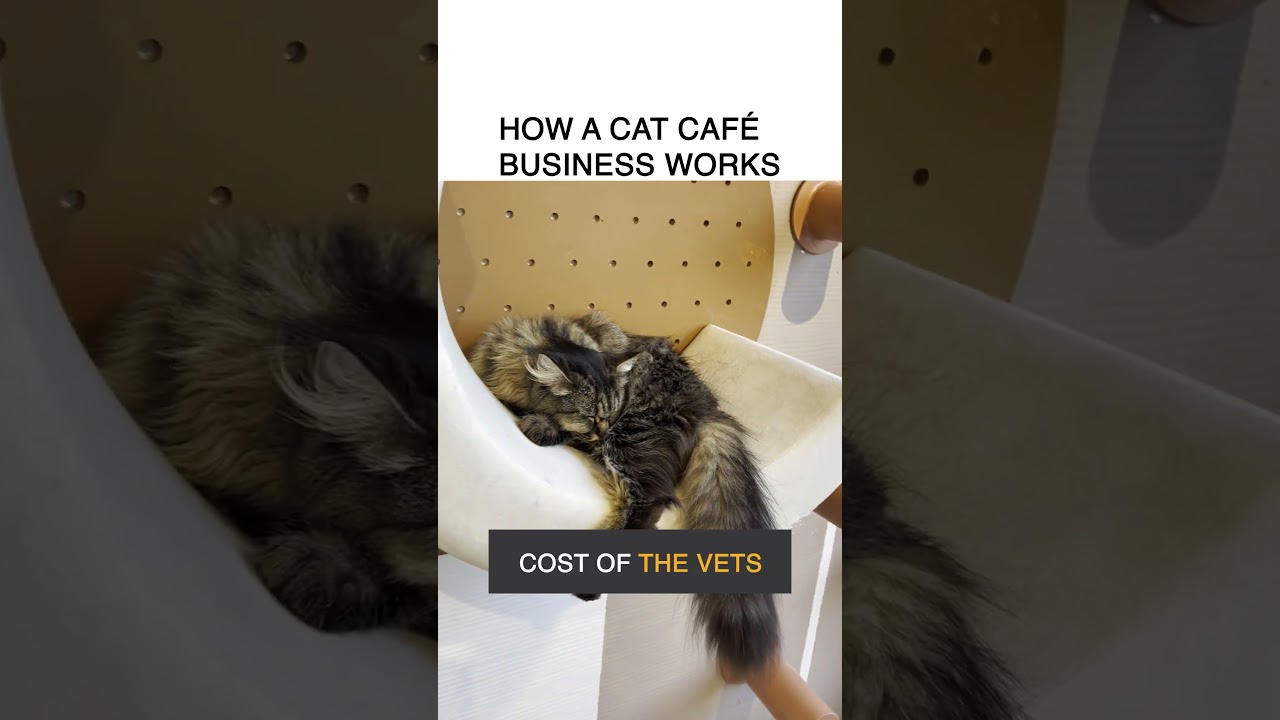 How a Cat Caf&eacute; business works