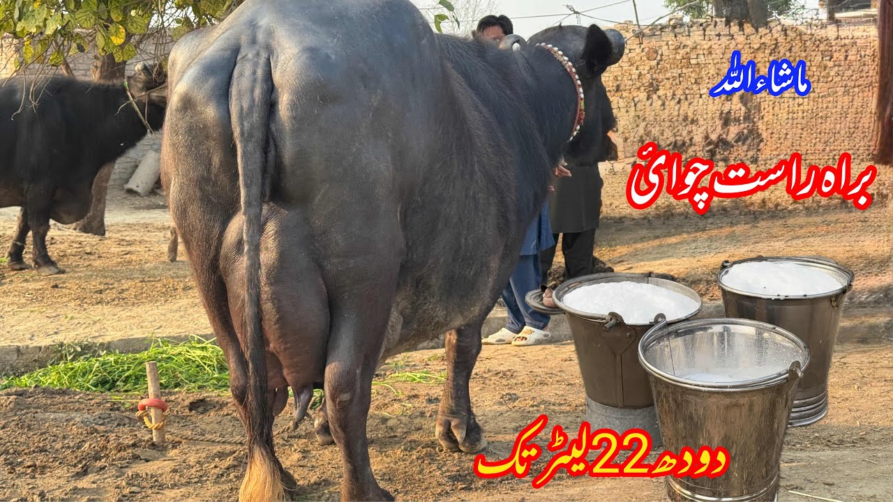 براہ راست چوائ پیورنیلی کی 22لیٹر والی بھینس براۓفروخت | Top Nilli High Milking Buffalo for sale 