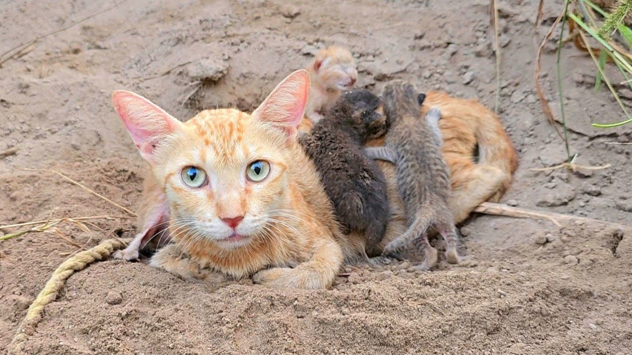 Born in Mud, the Protective Mother Cat Keeps Her Newborn Kittens Safe Until Rescue Arrives