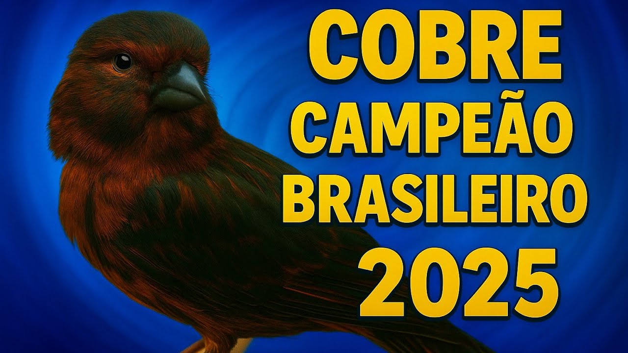 Canário Cobre Intenso Campeão Brasileiro FOB 2025 - Criador Leonardo Rodrigues