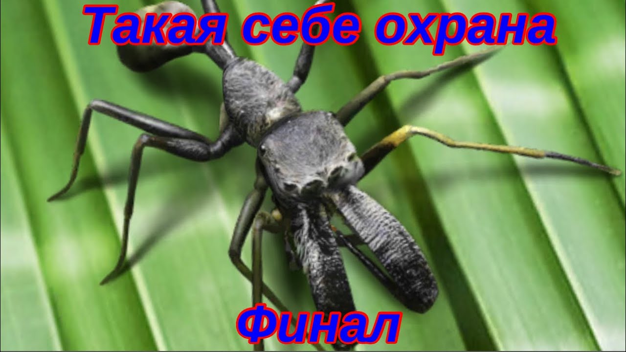 The Ants. Муравьиный Паук-Скакун. сборка на охрану