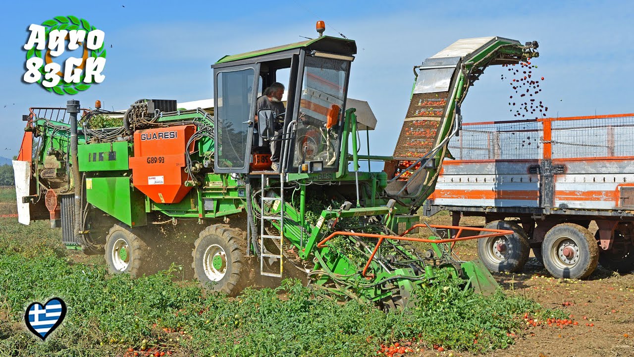 🍅 Τομάτα Συγκομιδή 2020 - Tomato harvest 💖