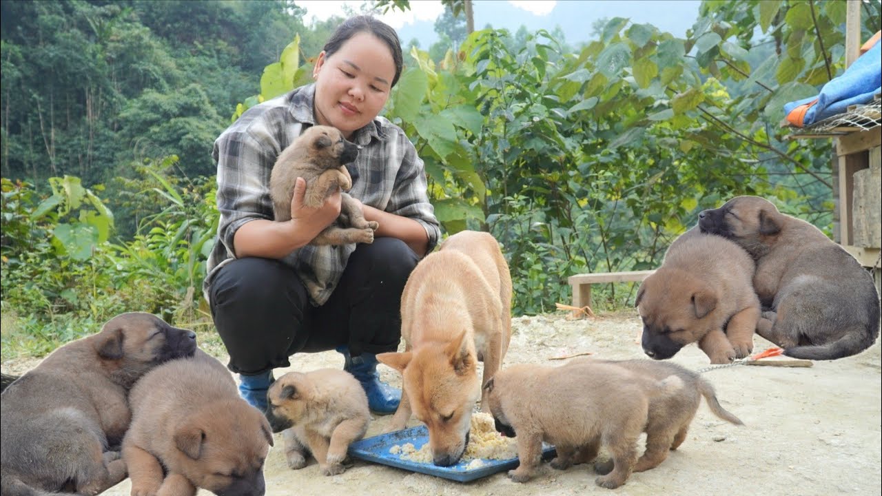 How to raise wild boars - caring for newborn puppies, gathering firewood for cooking.