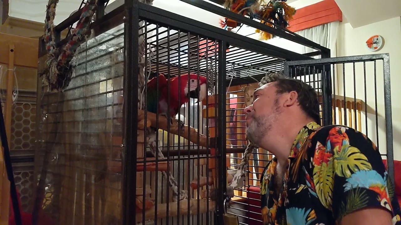 la vid&eacute;o promise de nos retrouvailles avec Jackson mon perroquet.