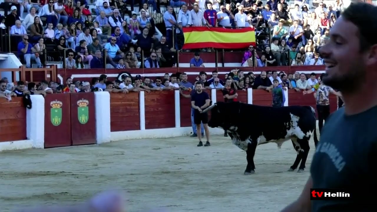 Trashumancia de bueyes hasta la plaza de Toros de Hellín y suelta de reses bravas - 18/octubre/2025
