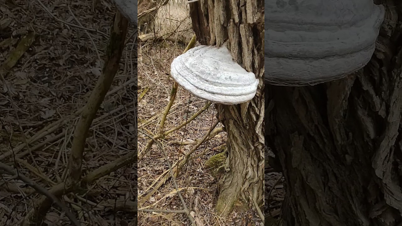 ГРИБЫ ПОКРЫТЫ МУКОЙ!!! Особые выделения Трутовика настоящего.