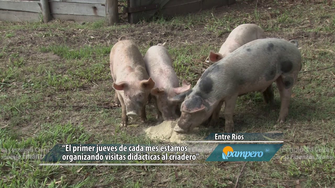 Criadero de cerdos didáctico