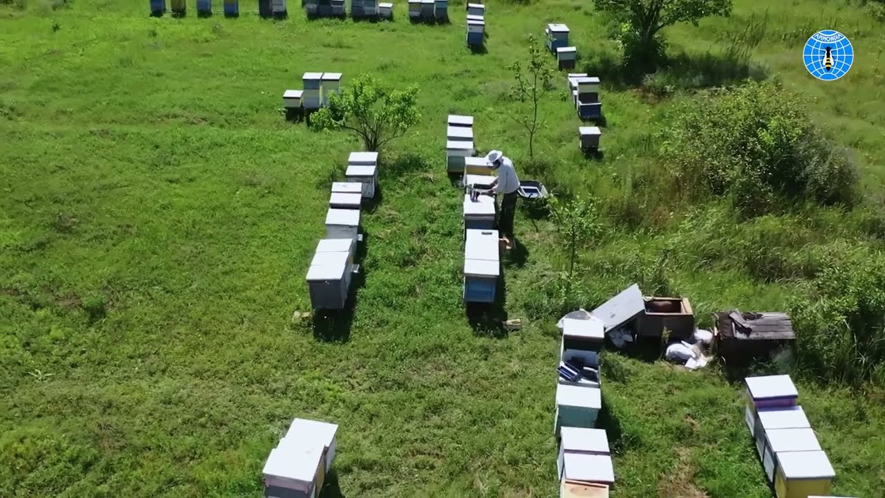 Bee health and its impact on human health - World Bee Day 2022