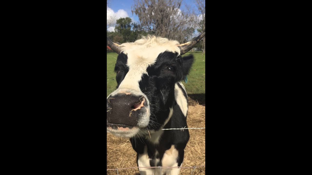 Chuck the cow eating garlic bread!