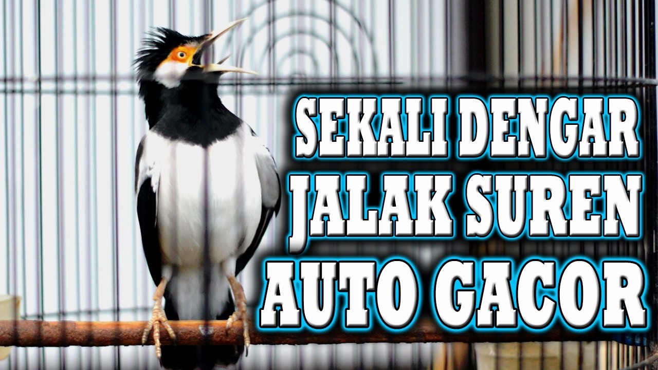 JALAK SUREN  DAPAT MEMBUAT JALAK SUREN LAIN AUTO GACOR #jalaksuren