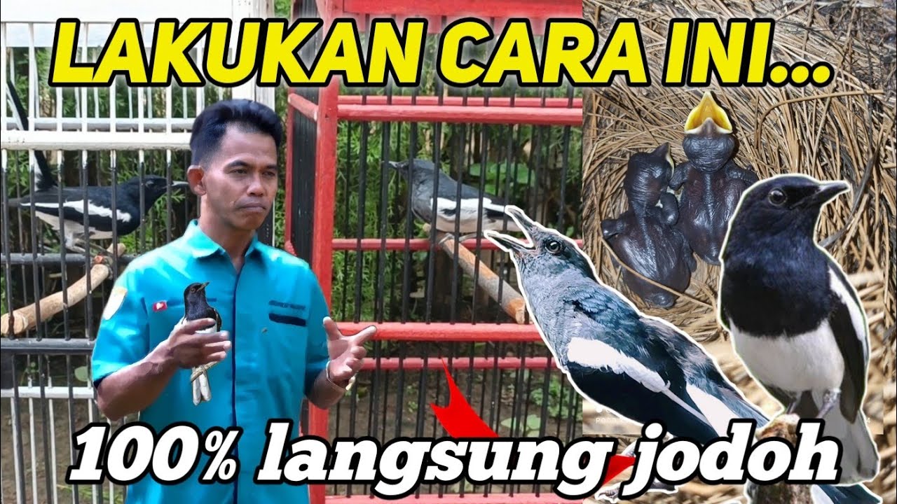 CARA CEPAT PENJODOHAN KACER.