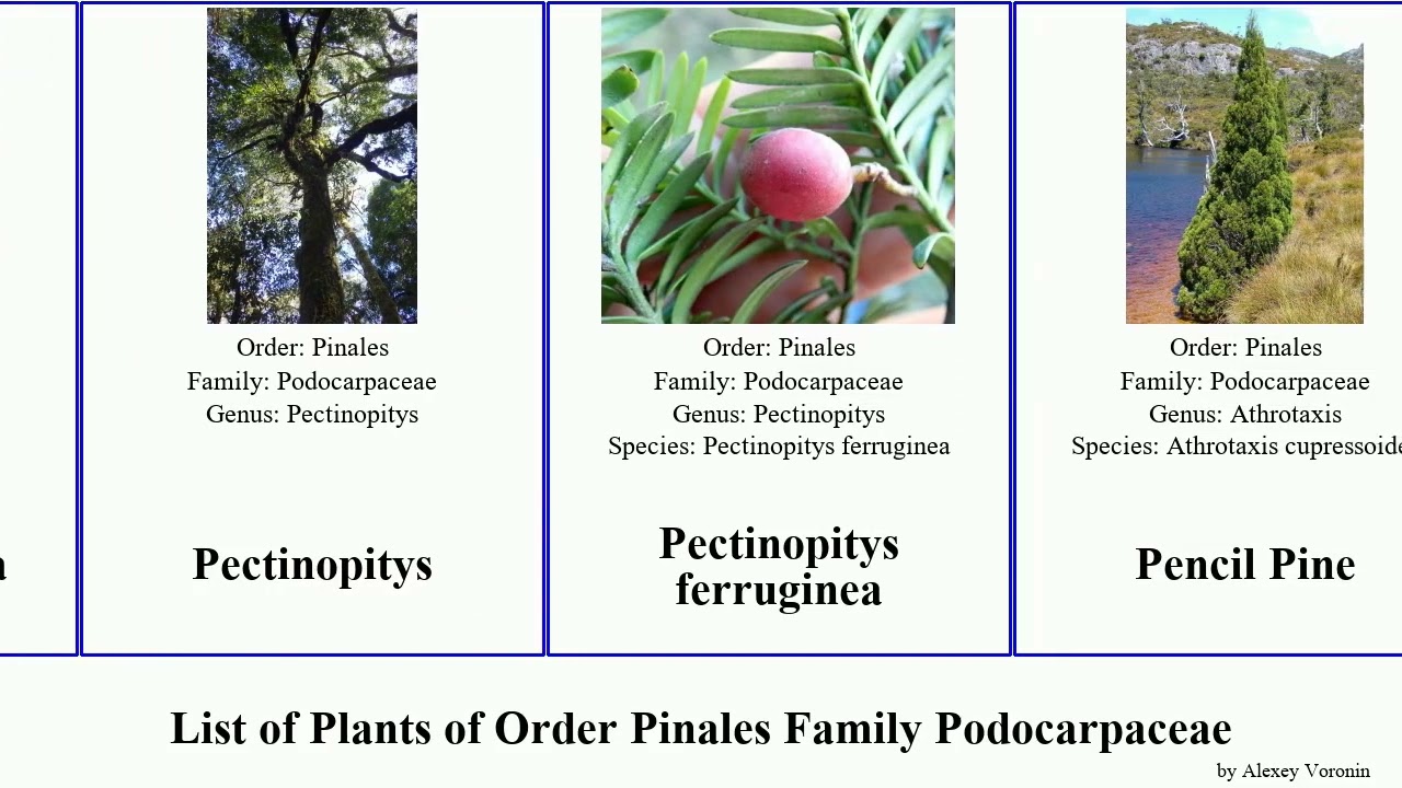 List of Plants of Order Pinales Family Podocarpaceae podocarpus pine yellowwood plum yew usta nagi