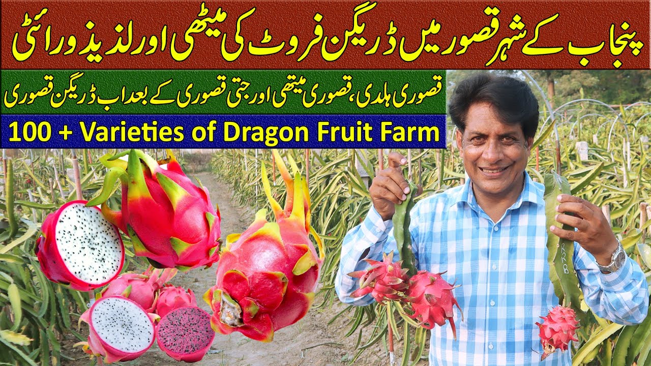 100+ Dragon Fruit Varieties in One Farm | Pakistan’s Exotic Fruit Success Story