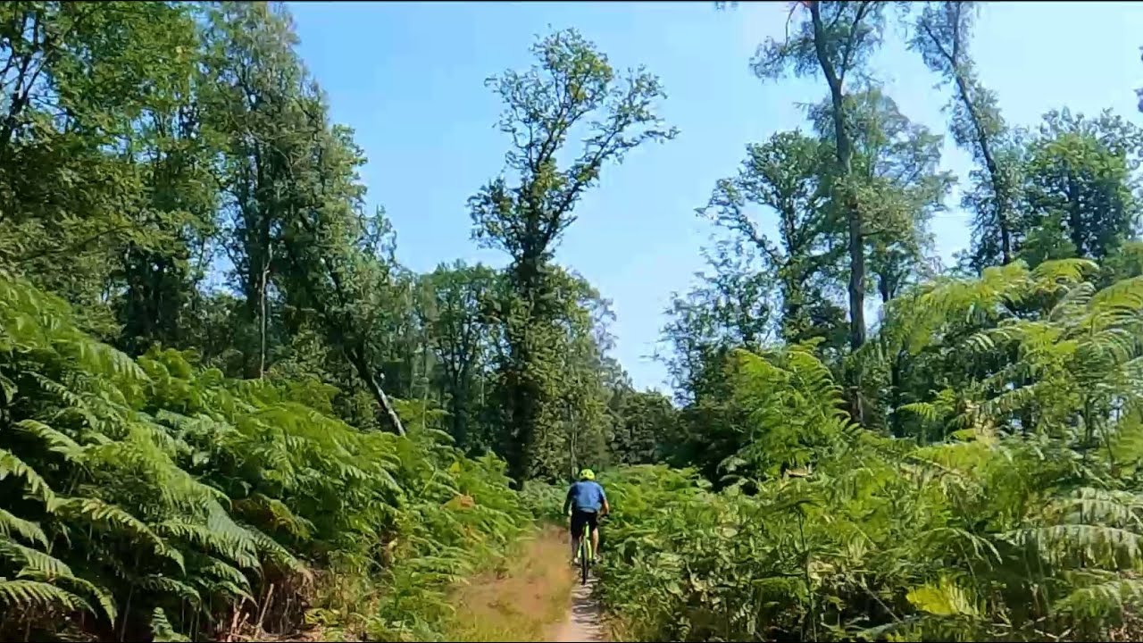 2023 MTB Veluwezoom 40km vanaf Rheden De Steeg in de zomer