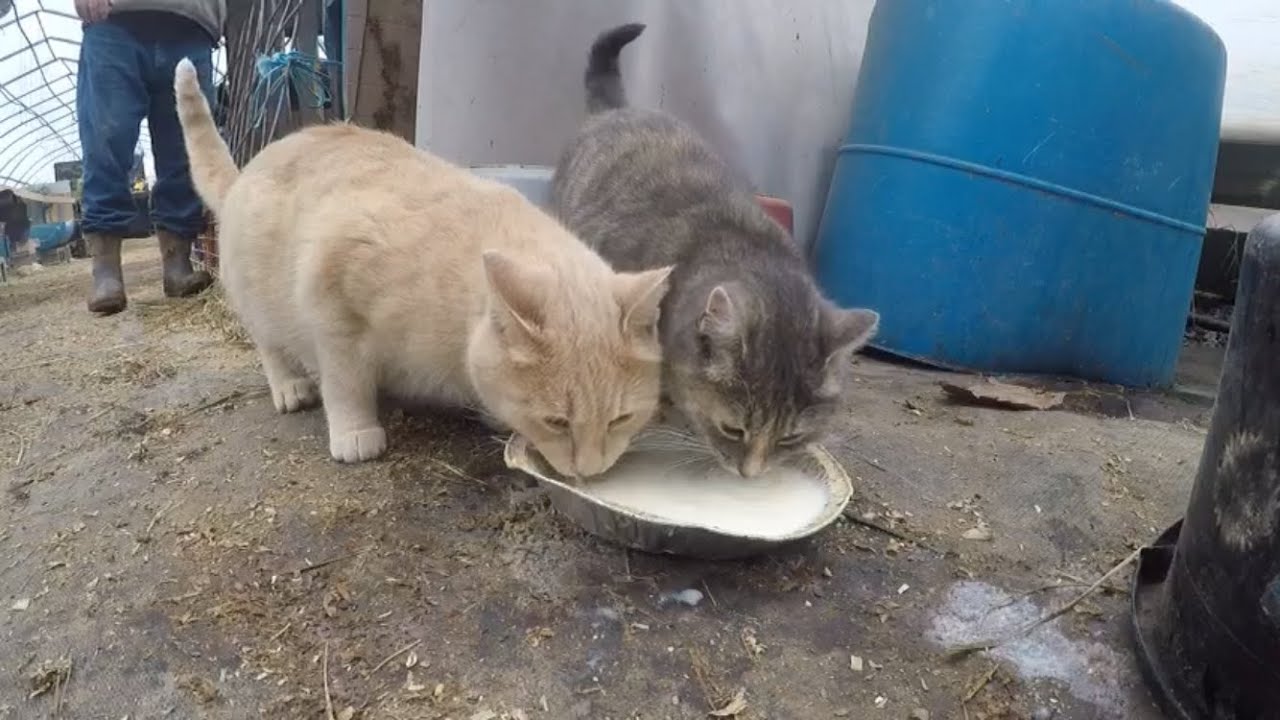 Vegetable farmer bonds with animals (Farm vlog #19)