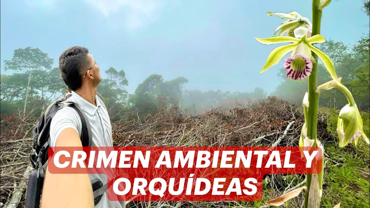 Encontré un CRIMEN ambiental y orquídeas