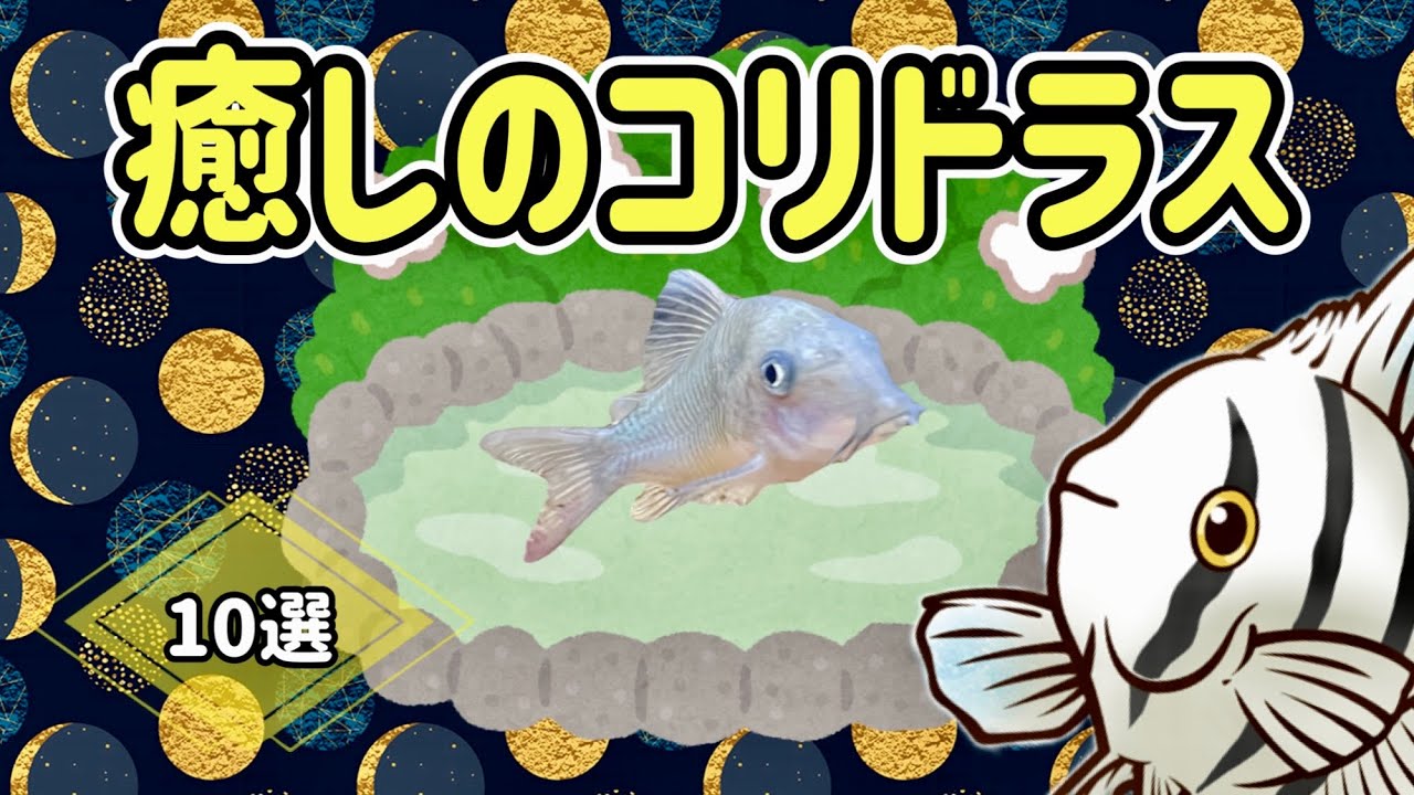 宇宙一癒される魚コリドラス10選【熱帯魚 アクアリウム】
