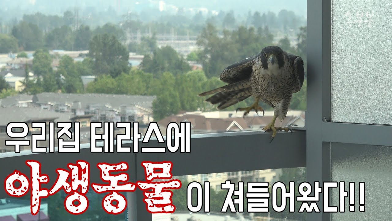 흥부부의 브이로그(Vlog) 밴쿠버 일상 - 실제상황