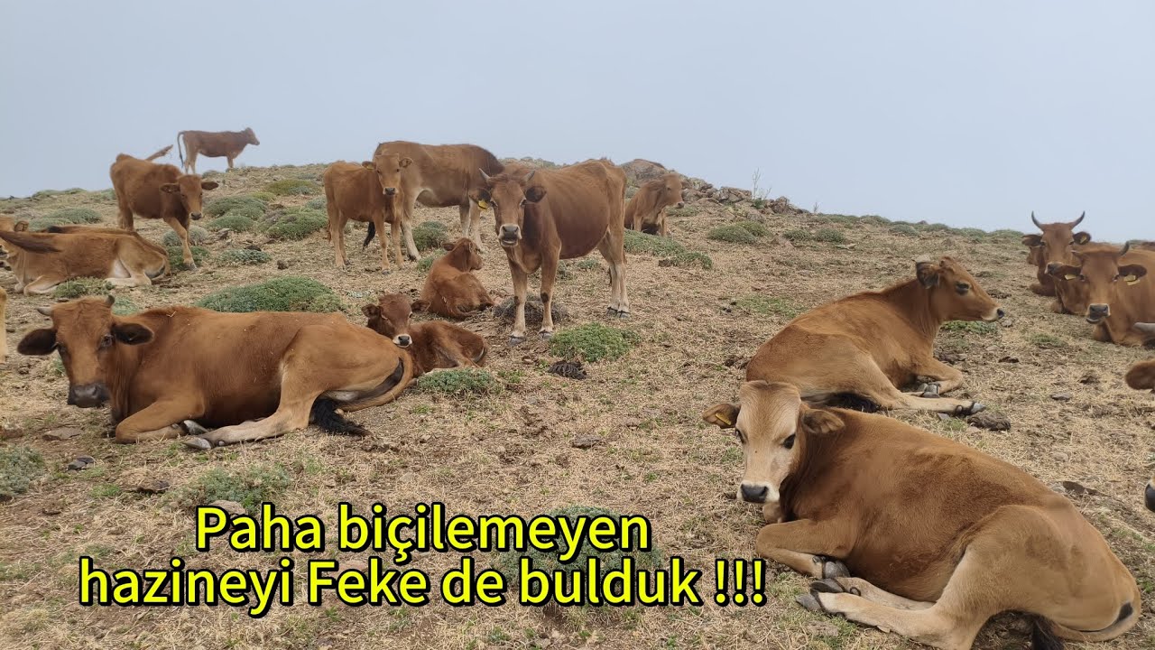 Paha biçilemeyen hazineyi Feke de bulduk !!!