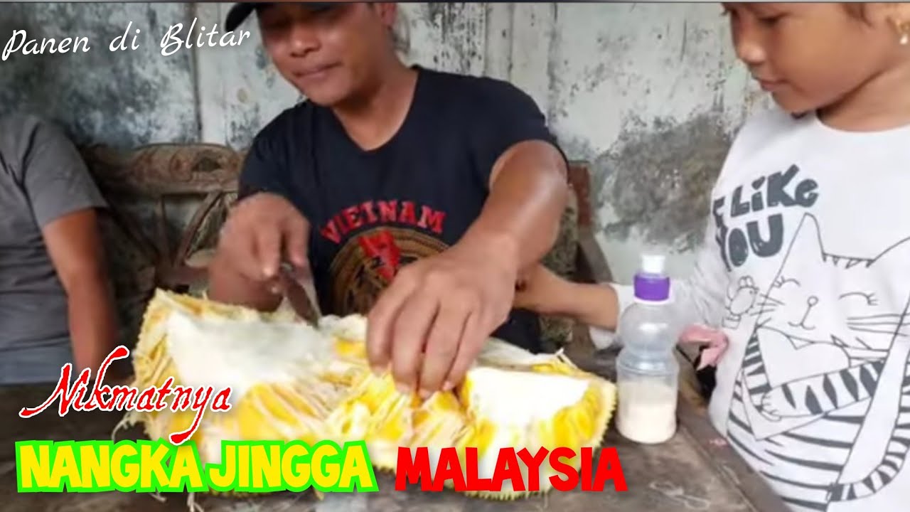 Nangka J37 atau Mastura Malaysia @getah.nangka #nangka #mastura