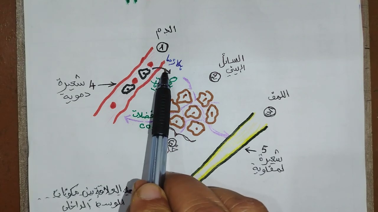 تمرين الوسط الداخلي شرح بسيط جدا  BEM 2025
