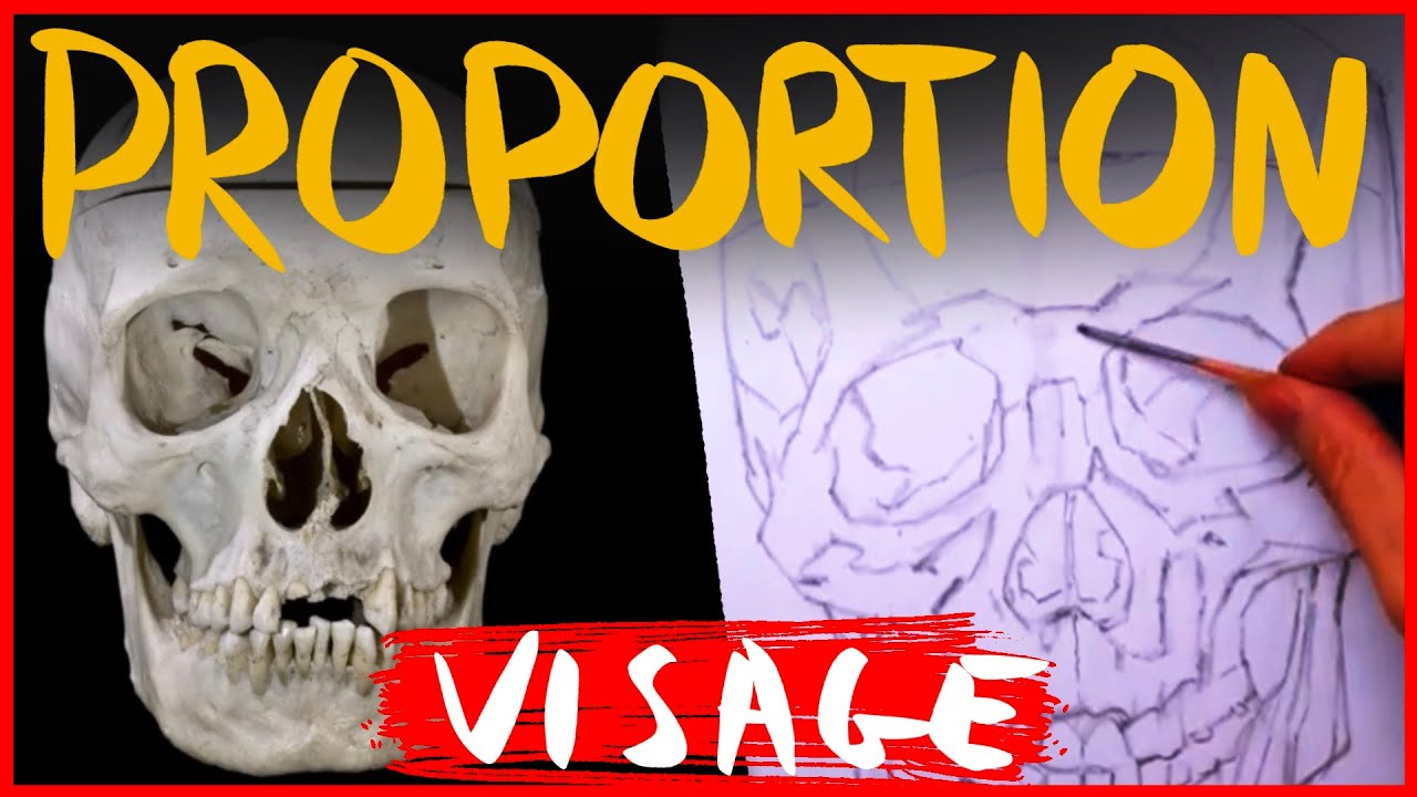 Maîtriser les proportions du visage : dessiner un crane de face